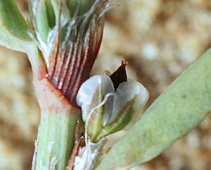 Polygonum maritimum