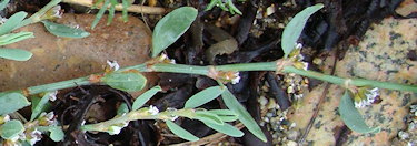 Polygonum raii