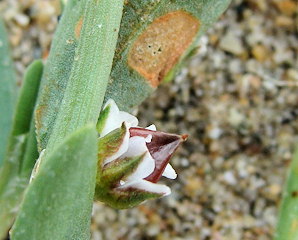 Polygonum raii