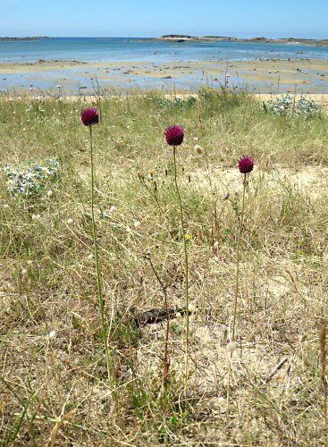 Allium sphaerocephalon