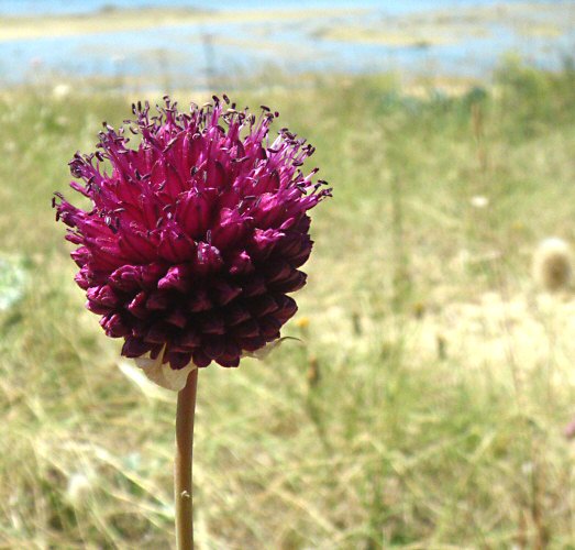 Allium sphaerocephalon