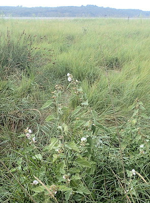 Althaea officinalis