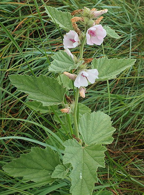 Althaea officinalis