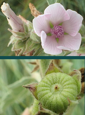 Althaea officinalis