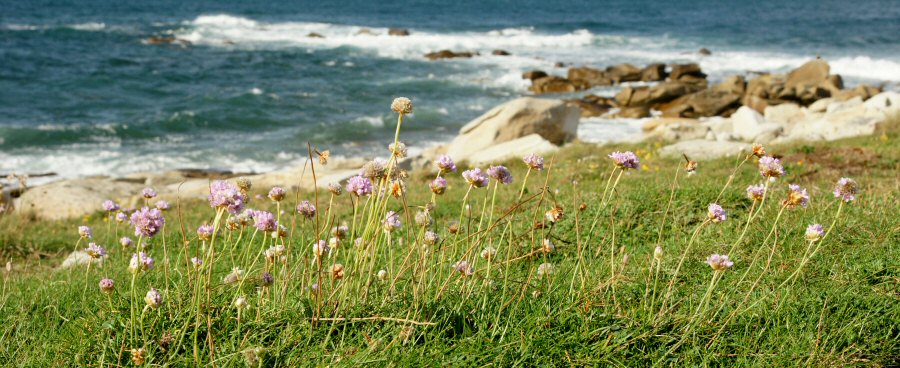 Armeria maritima