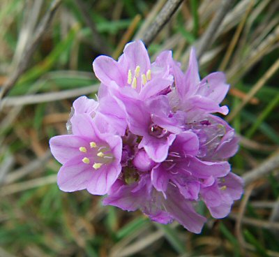 Armeria maritima