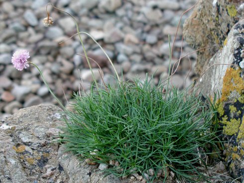 Armeria maritima