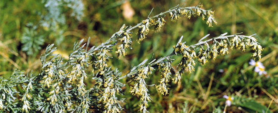 Artemisia maritima