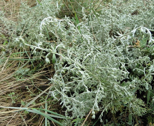 Artemisia maritima