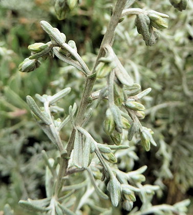 Artemisia maritima