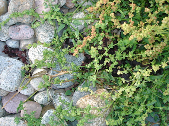 Atriplex glabriuscula