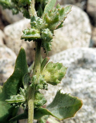 Atriplex glabriuscula