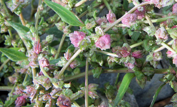 Atriplex glabriuscula