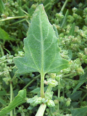 Atriplex glabriuscula