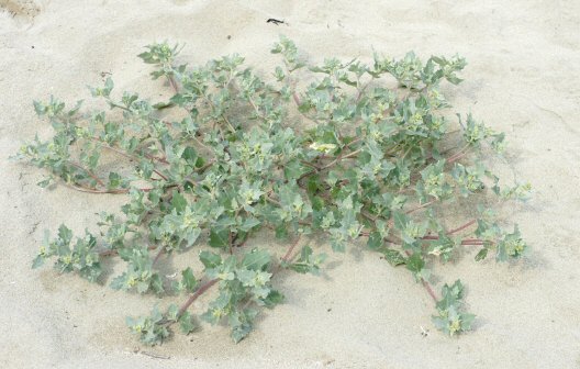 Atriplex laciniata