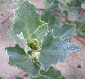 Atriplex laciniata