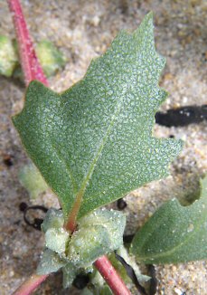 Atriplex laciniata