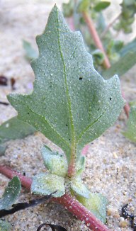 Atriplex laciniata