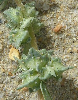 Atriplex laciniata