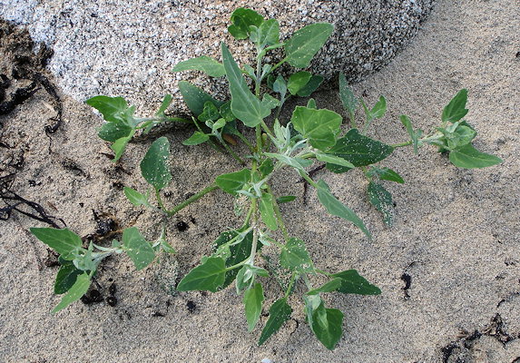 Atriplex prostrata