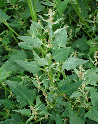 Atriplex prostrata