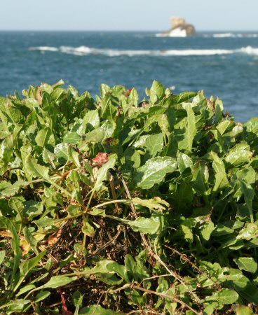 Beta vulgaris subsp. maritima