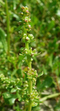 Beta vulgaris subsp. maritima