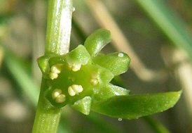 Beta vulgaris subsp. maritima