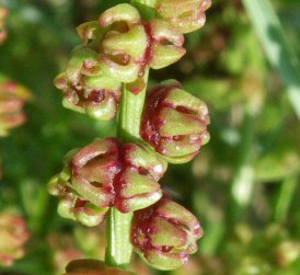 Beta vulgaris subsp. maritima