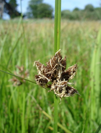 Bolboschoenus maritimus