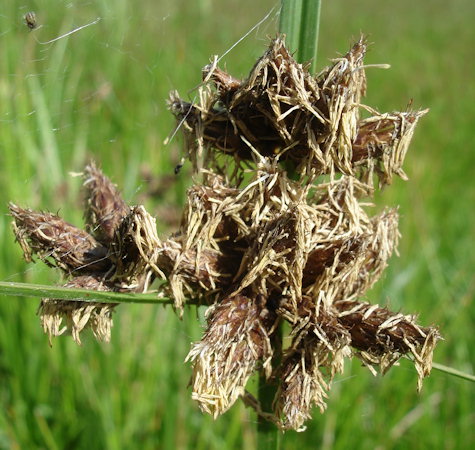 Bolboschoenus maritimus