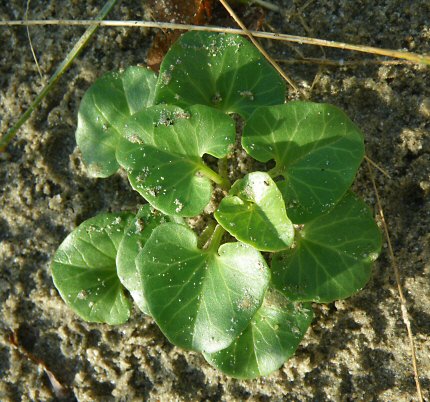 Convolvulus soldanella