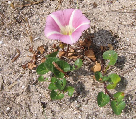 Convolvulus soldanella