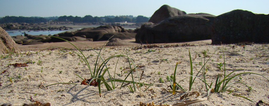 Carex arenaria