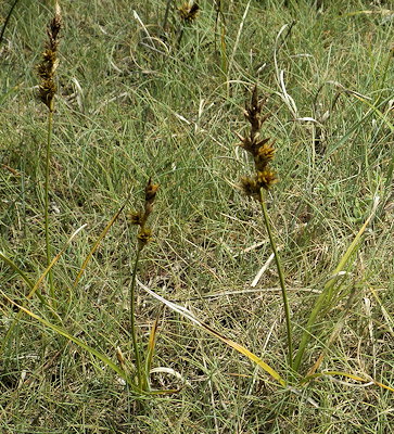 Carex arenaria