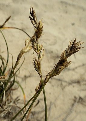 Carex arenaria