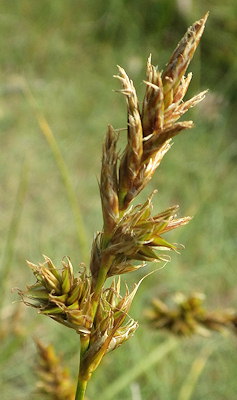 Carex arenaria