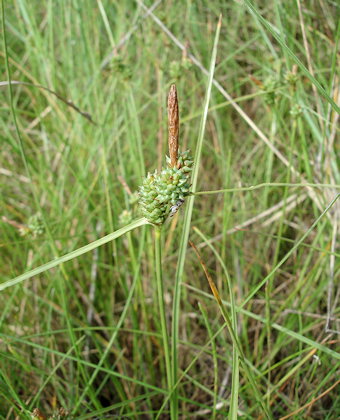 Carex extensa