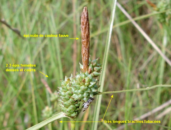 Carex extensa