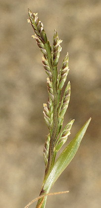 Catapodium marinum