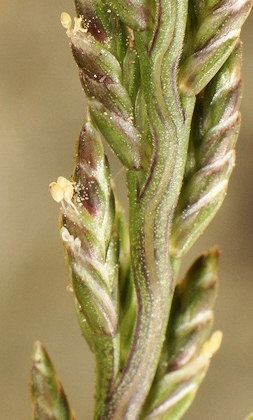 Catapodium marinum