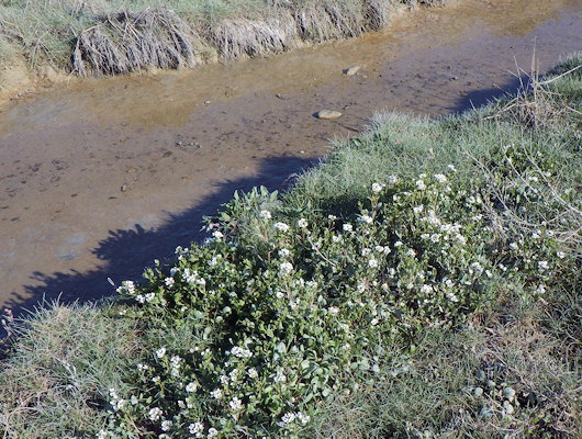 Cochlearia anglica