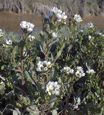 Cochlearia anglica