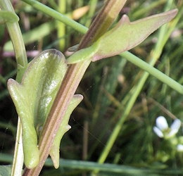 Cochlearia anglica