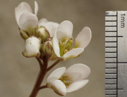 Cochlearia anglica