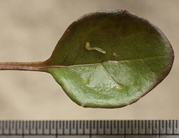 Cochlearia anglica