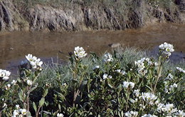 Cochlearia anglica