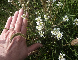 Cochlearia anglica