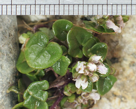 Cochlearia danica