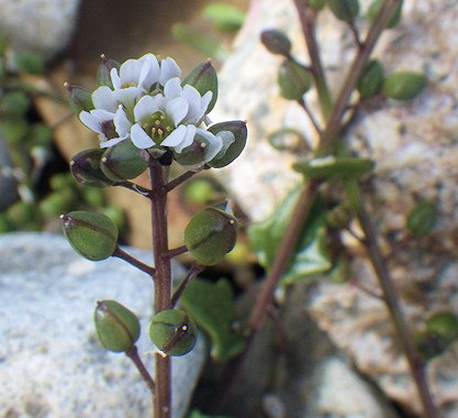 Cochlearia danica